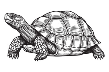 Detailed illustration of a turtle with intricate shell patterns, isolated on white background, highlighting its unique texture and anatomical features vector illustration