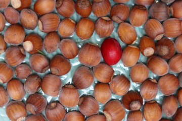 Hazelnuts in the shell as a background