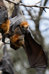 Obraz premium Cute grey-headed flying fox mom cuddling its cub in the Sydney Centennial Park 