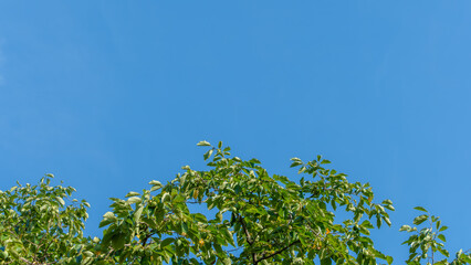青空に映える柿の木の枝と緑の葉