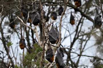 Grey-headed flying fox roost in the Sydney Centennial Park