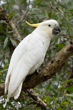Sulphur-crested cockatoo portrait on a tree in an Australian city garden