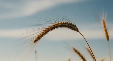 Close-up of Ripe Wheat Ear in a Field with Clear Blue Sky