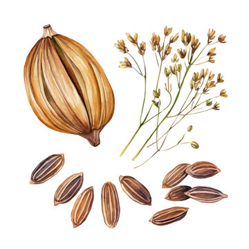 A painting of cumin seeds set, Simple Illustration, watercolor style, minimal yet artistic elements for creative designs. EPS format, isolated on transparent background, plants