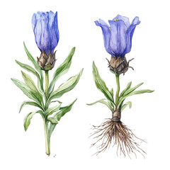 Obraz premium A beautiful painting of gentian root, Simple Illustration, watercolor style, minimal yet artistic elements for creative designs. EPS format, isolated on transparent background, hand-drawn paint