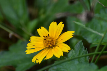 yellow dandelion flower
