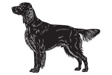 Elegant black irish setter isolated on white background standing gracefully, showcasing its sleek coat and refined features in a classic pose vector illustration