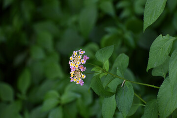 butterfly on a flower