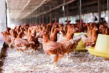 A lot of brown chicken in chicken farm © maybeiii