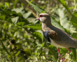 A Southern Lapwing (Vanellus chilensis) stands alert on the grass, its striking red eye and sleek black crest highlighted against a lush green background. 