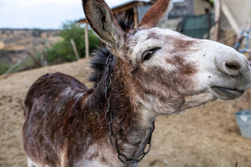 Domestic Donkeys Kept Pull Carts