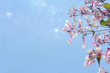 cherry blossom in spring