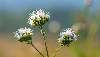 Obraz premium Close-up of three clusters of delicate, white flowers with light green centers, set against a soft, out-of-focus backdrop of muted earth tones and a hint of azure.