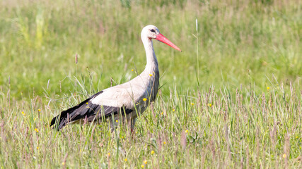 grey crowned crane