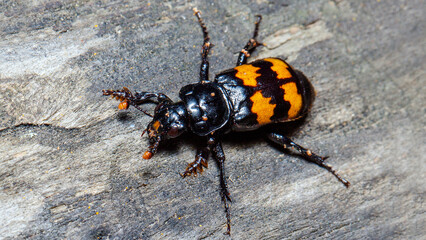 bug on the ground