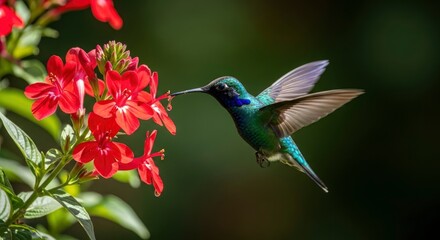 Naklejka premium Vibrant hummingbird sips nectar from bright red tropical flowers in a lush garden.