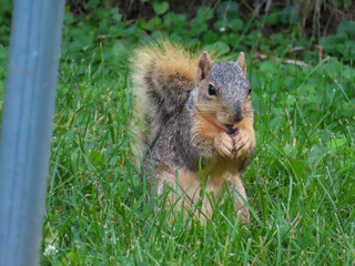 Bushy Tailed Squirrel Eating