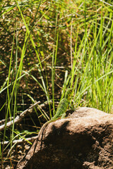 green lizard on the rock