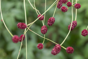Red flowers of the great burnet (Sanguisorba officinalis).