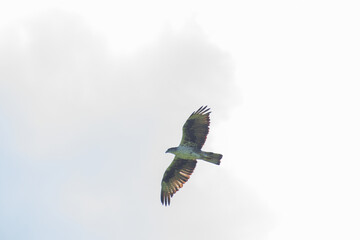 The booted eagle, Hieraaetus pennatus, also classified as Aquila pennata, is a medium-sized mostly migratory bird of prey. Flying high up in the sky, Ravangla, Sikkim, India.
