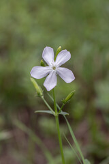 Common soapwort flower (Saponaria officinalis).