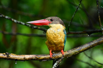 This striking Stork-billed Kingfisher perches on a branch in a vibrant green habitat. Known for its massive red bill, it showcases olive-brown, buff, and green-blue plumage.
