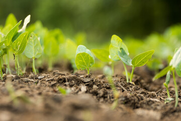 cowpea seedlings in the spring