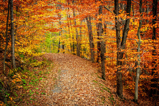 sentier foret automne charlevoix Quebec Canada 