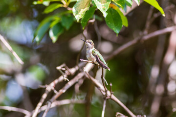 hummingbird on a branch