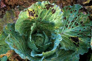 Organic Farm Cabbage Plant Severely Damaged by Insect Infestation