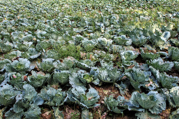 Closeup of Green Cabbage Plants in Outdoor Farm Field with Pest Damage