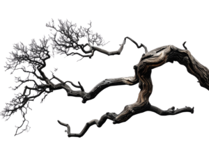 _A gnarled leafless tree branch isolated on a transparent background