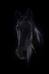 black horse isolated on black