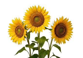 Fototapeta premium Three vibrant yellow sunflowers, dark brown seed heads, green leaves, glistening water droplets, arranged against a seamless transparent background. Natural beauty commercial concept