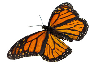 Fototapeta premium Untitled design - Firefly__Monarch butterfly a vibrant symbol of transformation_