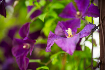 Blooming clematis with petal texture in the light