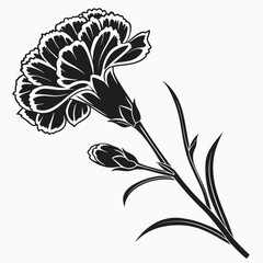 Black and White Carnation Flower Illustration.