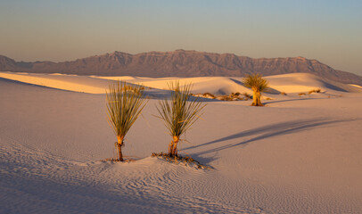 This panorama of White Sands National Park features two Yucca and their long shadows just after sunrise.