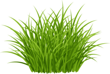 Fototapeta premium Green fresh young spring grass isolated on white background, vector illustration. Blade of grass and greenery bunch.