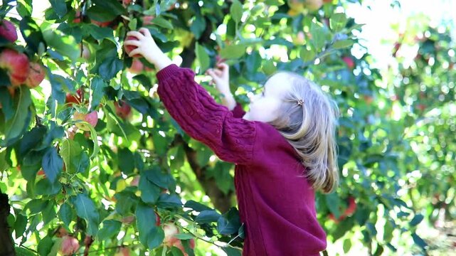 Adorable preschooler girl picking red ripe organic apples in orchard or on farm on a fall day - Powered by Adobe