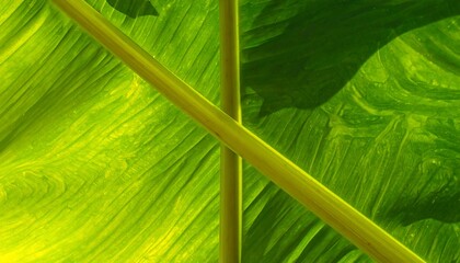 A vibrant, close-up view of a tropical leaf, showcasing intricate vein patterns and a rich green hue.