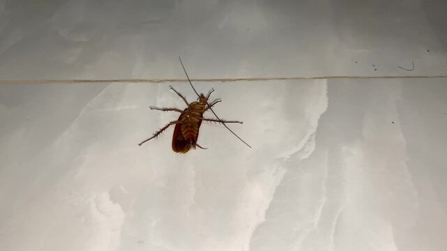 A striking close-up image of a dead cockroach lying on a textured floor symbolizes the pest problem in urban areas. Cockroaches in residential areas.