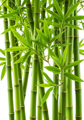 Fototapeta premium Illustration Of Vibrant Green Bamboo Stalks With Lush Leafy Branches Photo On Transparent Background