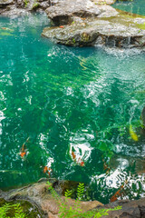 Colorful fancy carp fish (koi fish) in a garden pond in Japan,nishikigoi or orange carp.