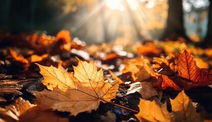 A serene autumn scene featuring vibrant orange and yellow leaves scattered on the ground, illuminated by warm sunlight filtering through trees.