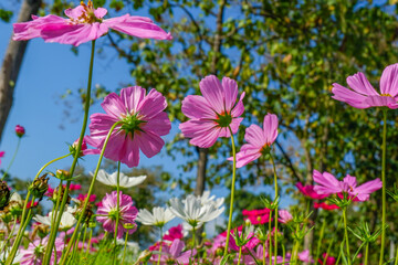 Beautiful pink cosmos flowers blooming in garden,spring season.