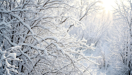 Pristine Snow-Covered Thicket Illuminated by Soft Morning Light in Winter Wilderness