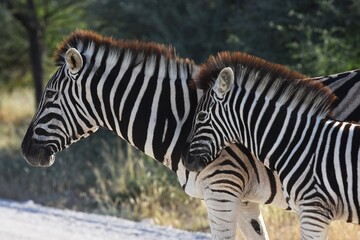 Steppenzebras (Equus quagga) im Etoscha Nationalpark