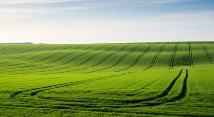 Obraz premium Rolling Green Field Landscape with Tractor Tracks and Blue Sky