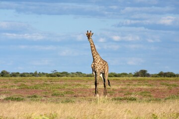 Giraffe (giraffa camelopardalis) im Etoscha Nationalpark in Namibia